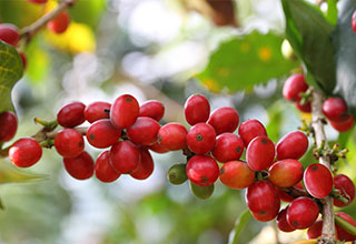生コーヒー豆